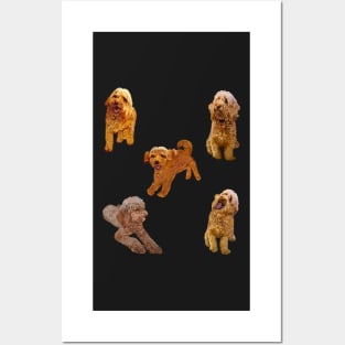 Cavapoo Cavoodle puppy pattern -puppies galore ! cute cavalier king charles spaniel Posters and Art